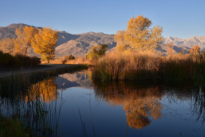 Marsh wetlands with autumn trees refection in water in mountain valley 