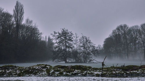 Trees on landscape against sky