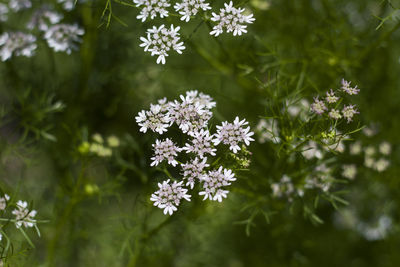 Close-up of white flowering plant