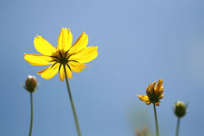 Low angle view of yellow flowering plant against clear sky