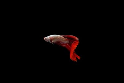 Close-up of fish in sea against black background