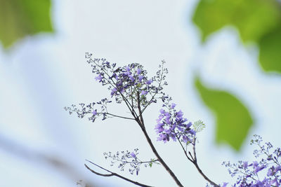 Close-up of purple flowering plant