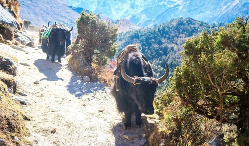 View of an animal on mountain