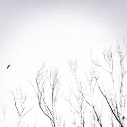 Low angle view of birds flying over bare trees