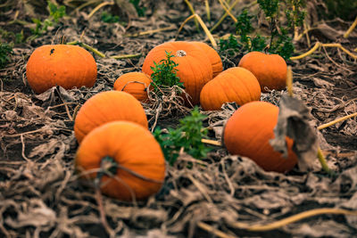 Ripe hokkaidos on a pumpkin patch await harvest and decorations for halloween