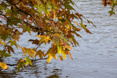 Autumn leaves on lake