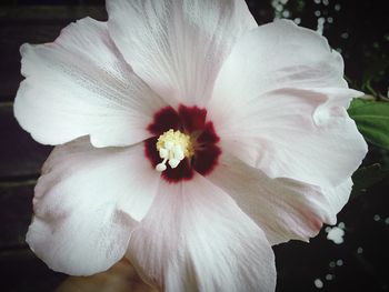 Close-up of white hibiscus blooming outdoors