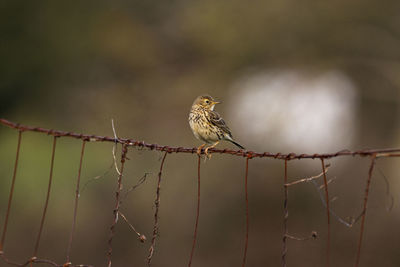 Bird perched on a barbed wire of a farm