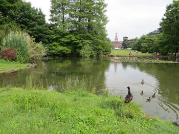 Ducks in a lake