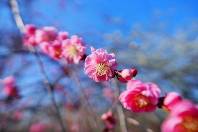 Close-up of pink cherry blossom