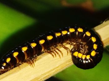 Close-up of insect