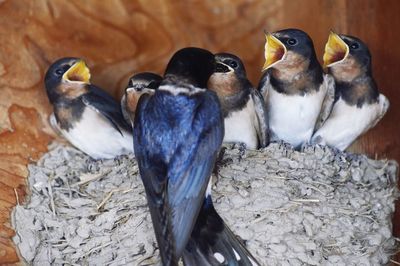 Close-up of birds perching