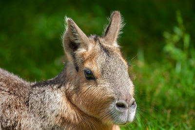 Close-up of a rabbit looking away on field