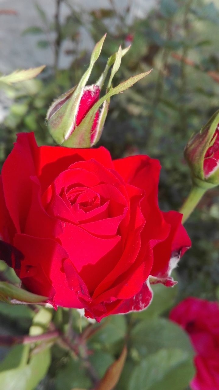 flower, petal, freshness, flower head, red, fragility, close-up, focus on foreground, growth, beauty in nature, blooming, plant, nature, single flower, in bloom, day, selective focus, park - man made space, bud, blossom