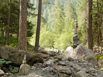 Pine trees in forest