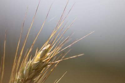 Close-up of wheat growing on field against sky