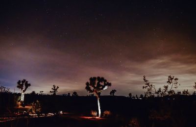 Silhouette trees against sky at night