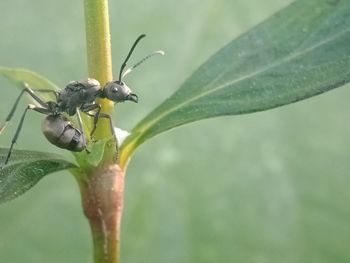 Close-up of insect on leaf