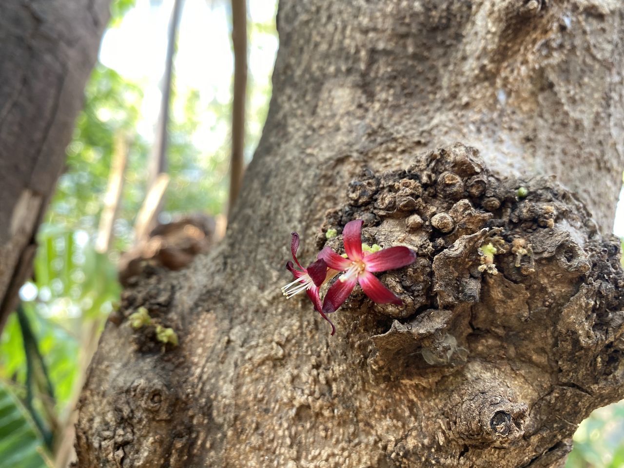 CLOSE-UP OF PINK FLOWER BUDS ON TREE TRUNK