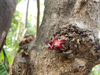 Close-up of red mushrooms growing on tree trunk