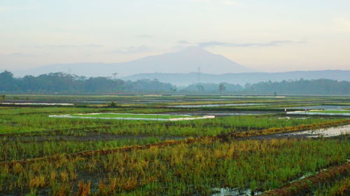 Scenic view of agricultural field against sky