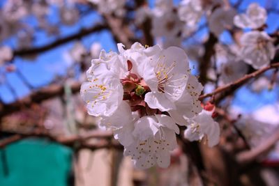 Close-up of cherry blossom