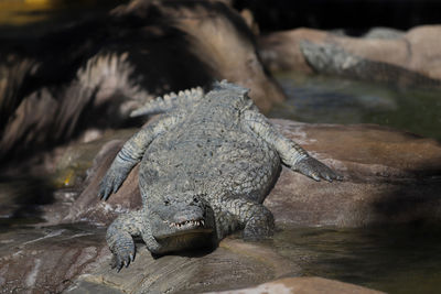 Close-up of crocodile in water