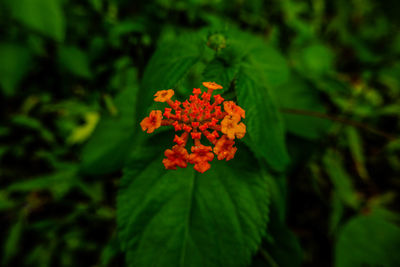 Close-up of orange flowering plant