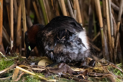 Close-up of birds in nest