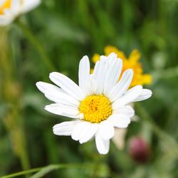 Close-up of white flower blooming outdoors