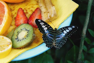 Close-up of butterfly on fruit