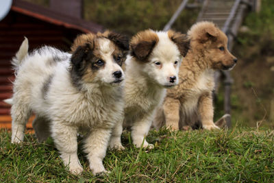 View of dog on grass