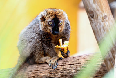 Close-up of lemur on wood