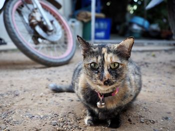 Portrait of a cat