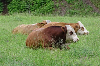 Cows in a field