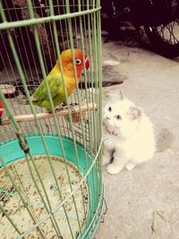 Two cats in cage