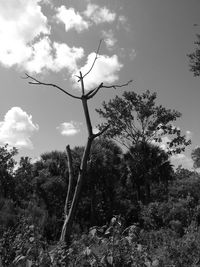 Low angle view of trees on field against sky