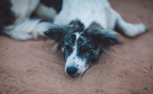 High angle view of dog resting on land