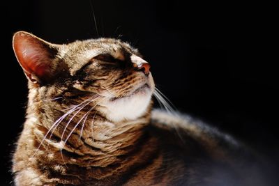 Close-up of cat looking away