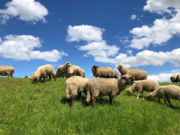 View of sheep on field against sky