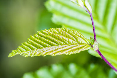 Close-up of leaves