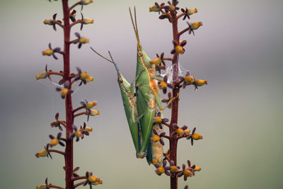 Grasshopper matting on plant