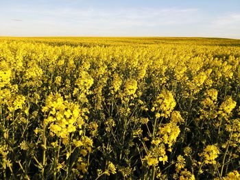 Scenic view of oilseed rape field against sky