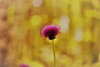 Close-up of pink flower