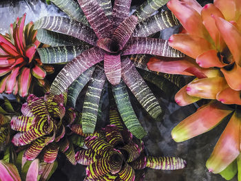 Full frame shot of flowering plant