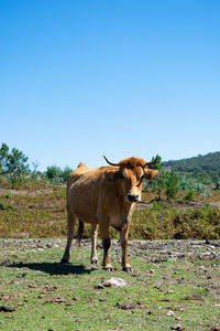 Portrait of a cow grazing in the mountains of galicia