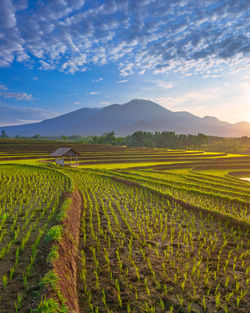 Scenic view of agricultural field against sky