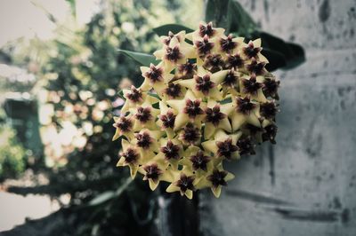 Close-up of flower