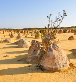 Scenic view of the pinnacles in nambung national park against clear sky