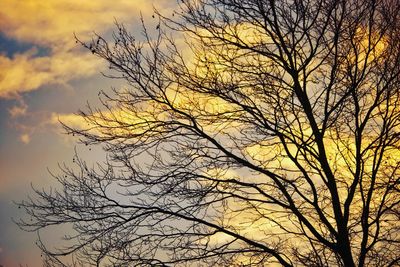 Low angle view of silhouette bare tree against sky